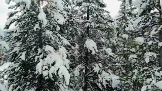 Eagle view of Alberta in 4K | Drone footage of Alberta Canada | The Travelling Tweeps🧚🏻♀️