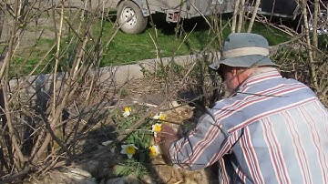 Using Wool for Mulch