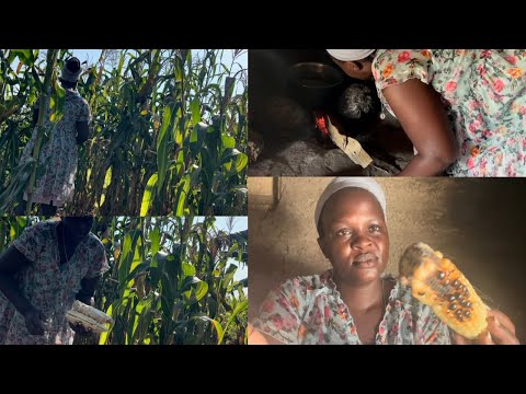 FRESH ROASTED CORN FOR BREAKFAST.SIMPLE VILLAGE LIFE 