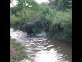 Wildlife officials injecting medicine to an injured elephant | 負傷したゾウに薬を注射する野生動物担当者 #shorts