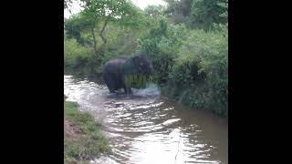 Wildlife Officials Injecting Medicine To An Injured Elephant | 負傷したゾウに薬を注射する野生動物担当者 #Shorts