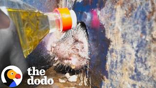 Rescuers Spot A Skunk Stuck In A Dumpster, Gasping For Air | The Dodo