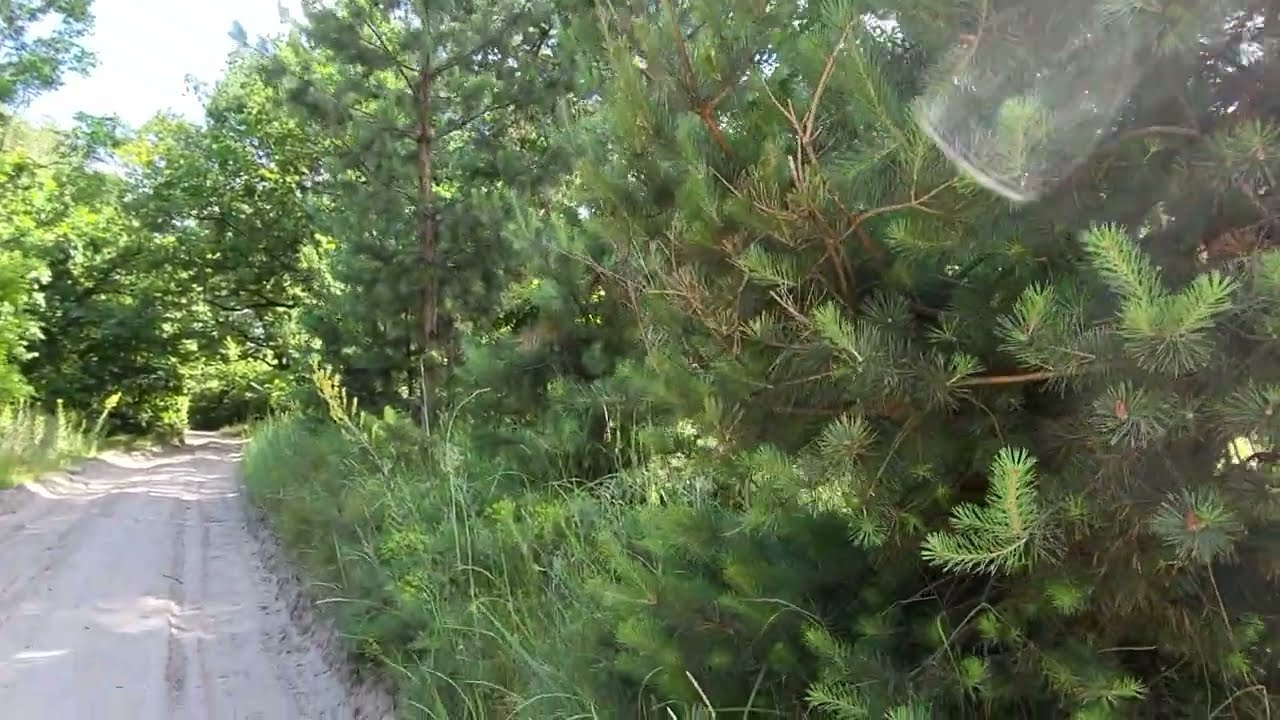 Walking Down The Secret Path In The Woods!