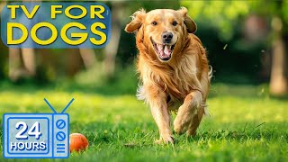 DOG TV  Best Entertainment Video Reliev Dog Anxiety Home Alone  The Ultimate Dog Music Collection