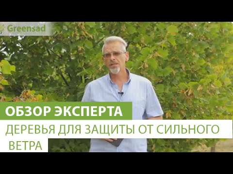 Деревья для защиты от сильного ветра