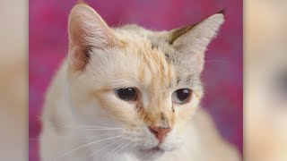 Second Chance Pets: Miss Molly