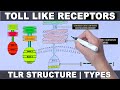 Toll Like Receptors | Structure and Types