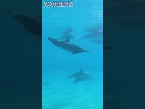 Video: Lumba-lumba: 7 Fakta yang Menakjubkan