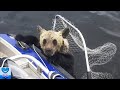 冷たく凍る湖ではぐれてしまった子熊を救えなかった母熊。目撃した漁師たちは驚くべき行動に出ました【感動】