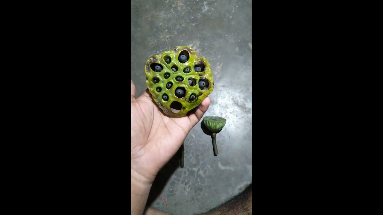 Lotus Flower Life Cycle Lotas 