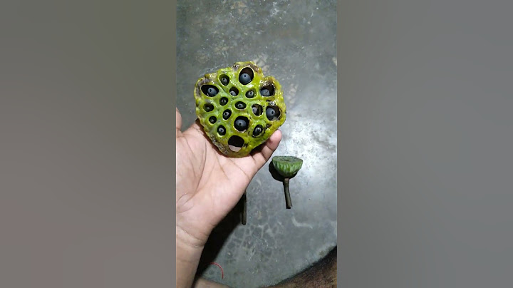 Lotus flower life cycle❤️❤️lotas👍👍
