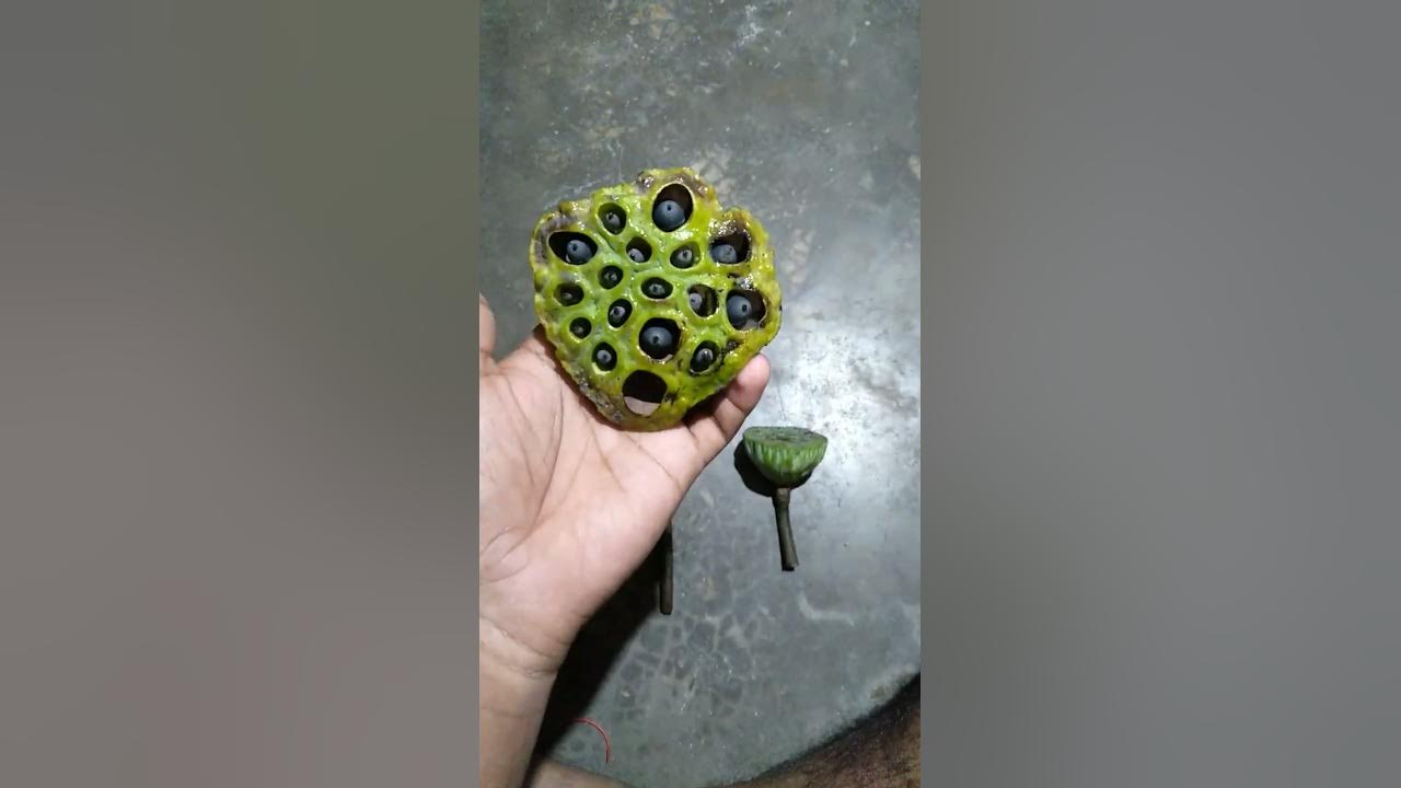 Lotus flower life cycle❤️❤️lotas👍👍