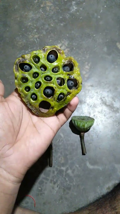 Lotus flower life cycle❤️❤️lotas👍👍