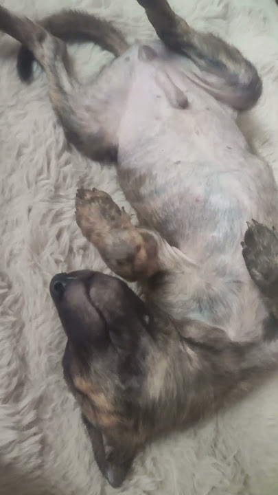 may pababy boy🐶
