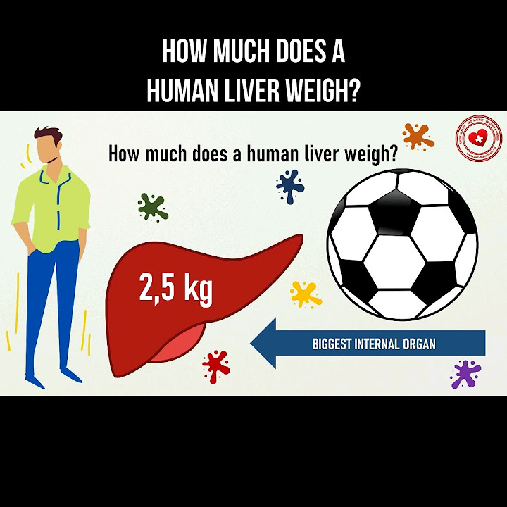 how-much-does-a-human-liver-weigh-liver-liverhealth-anatomy-health