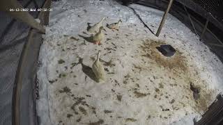 Owl attacks ducks - goes right through mesh - Pekin duck - CCTV