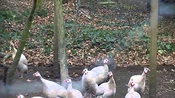 Poelepetaten in Ruurlo