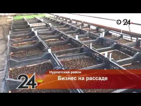 СЕМЬЯ ИЗ НУРЛАТСКОГО РАЙОНА ПРИДУМАЛА КАК ЗАРАБОТАТЬ НА РАССАДЕ-20-08-2015