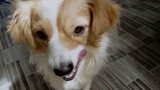 Dog happy playing #dailyvlog by Cakie Dog 80 views 3 months ago 2 minutes