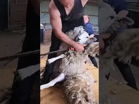 طريقة محترفة لقص صوف الاغنام