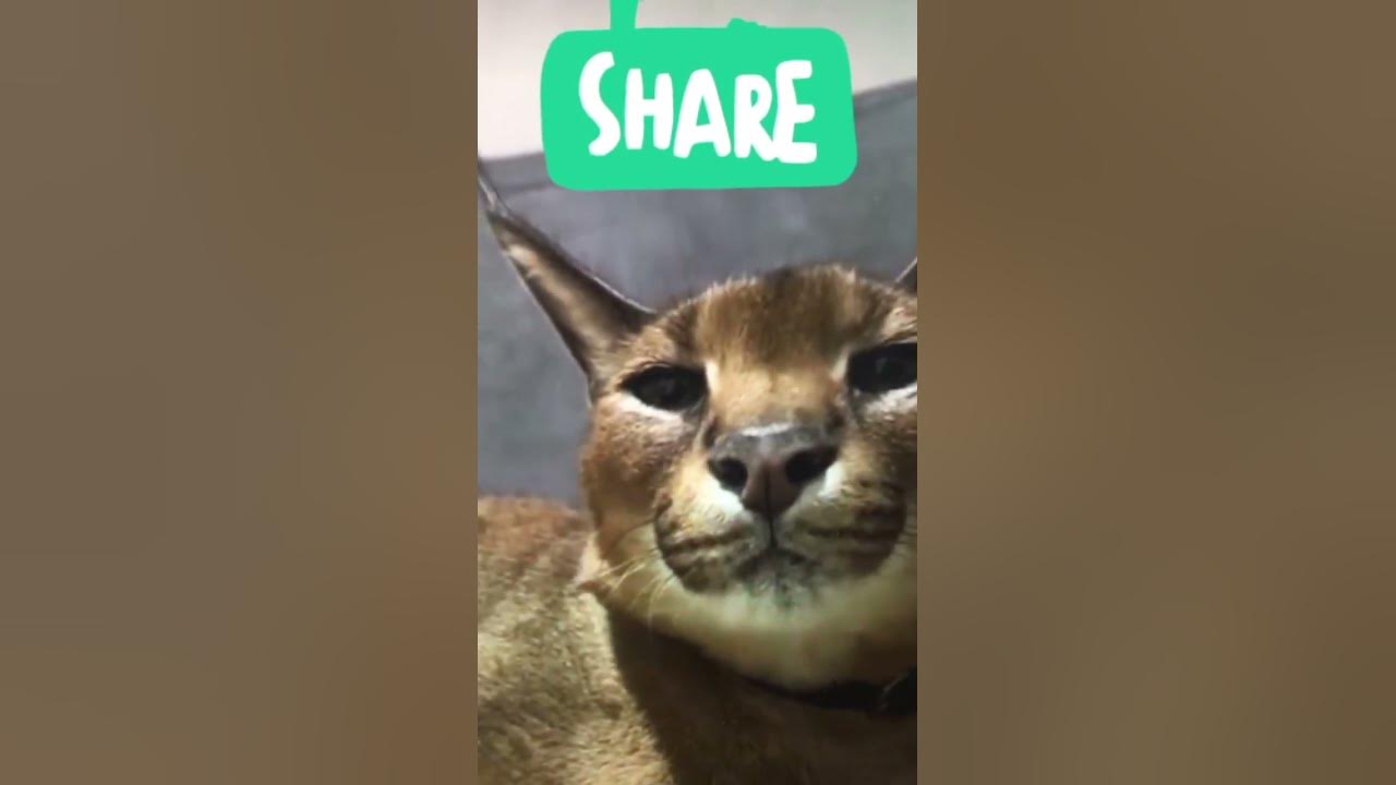 Caracal Pumba Hissing Floppa #shorts - YouTube