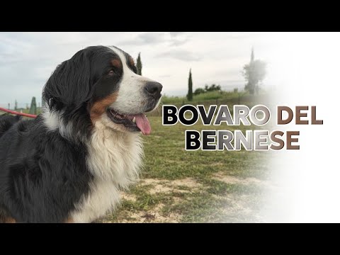 Video: I bovari bernesi sono affettuosi?