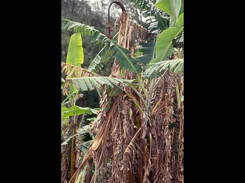 ভিডিও: কীটপতঙ্গ নিয়ন্ত্রণ লোক প্রতিকার