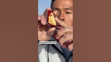 Sự thật về dòng hồng táo đỏ tân cương #hongtaotau #caygiongviet