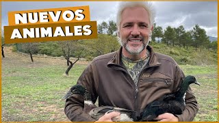 ¡La Finca crece! Pato corredor indio y el misterio de los huevos de oca | #Cañizares