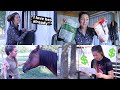 5 stages of horse ownership funny 