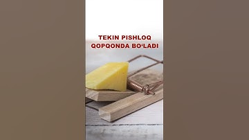 Текин пишлоқ қопқонда бўлади #trend #cybercrimes #news #tarqating