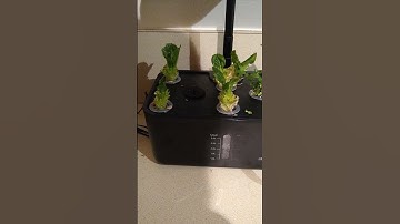 Hydroponic System Update 8