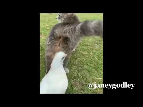 Cat and goose