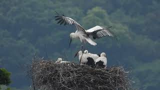 鳴門コウノトリ 2024/05/31 撮影 成長記録 徳島県鳴門市