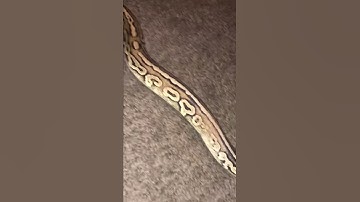 Dame Exotics! Smooth cinnamon Leopard ball python