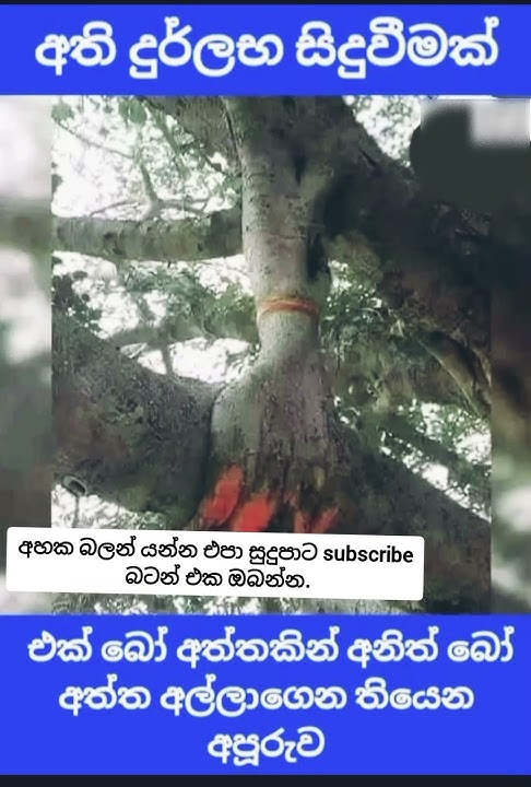 දුටුවාද ඒ බුදුගුණ බලය #buddha #ashirvad #shorts #viral #ternding