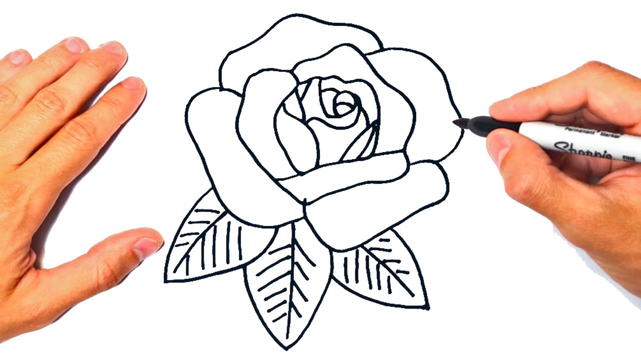 Cómo Dibujar Un Bello Y Escalonado Flor De Rosa Creación, Paso a Paso, Del  Dibujo De Lápiz Página Educativa De Artistas Ilustración del Vector -  Ilustración de cuadro, flor: 162156232