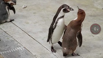 YouTube Capture Final Cut Pro X Effect