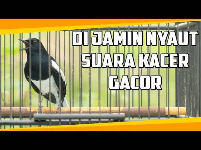 SUARA KACER GACOR COCOK UNTUK PANCINGAN KACER BISU PASTI LANGSUNG GACOR class=