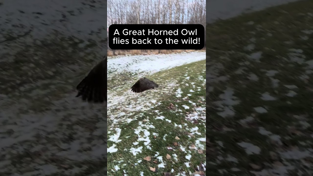 Rehabilitated Great Horned Owl Returns to the Wild