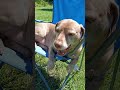luther sunbathing! #funny #helpmemakethismakesense #dogeatdog #pitbull #watchnow #dog