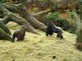 ゴリラの夫婦喧嘩。Gorilla's husband-and-wife fight. Mother is angry.