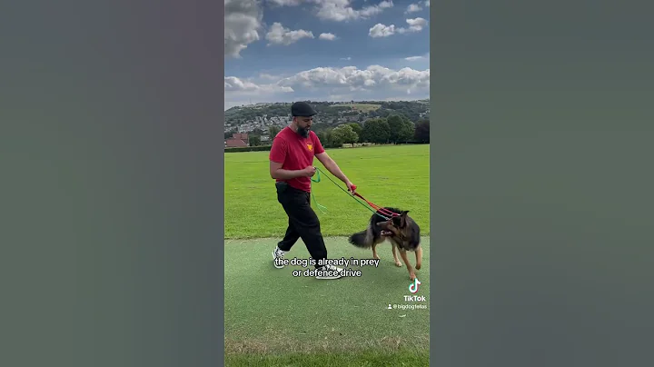 German Shepherd’s reactivity fixed.