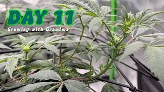 DAY 11 FLOWER | GROWING WITH GRANDMA