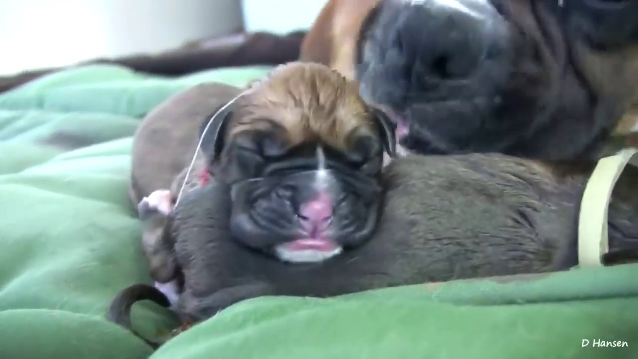 Amazing Dog giving birth YouTube