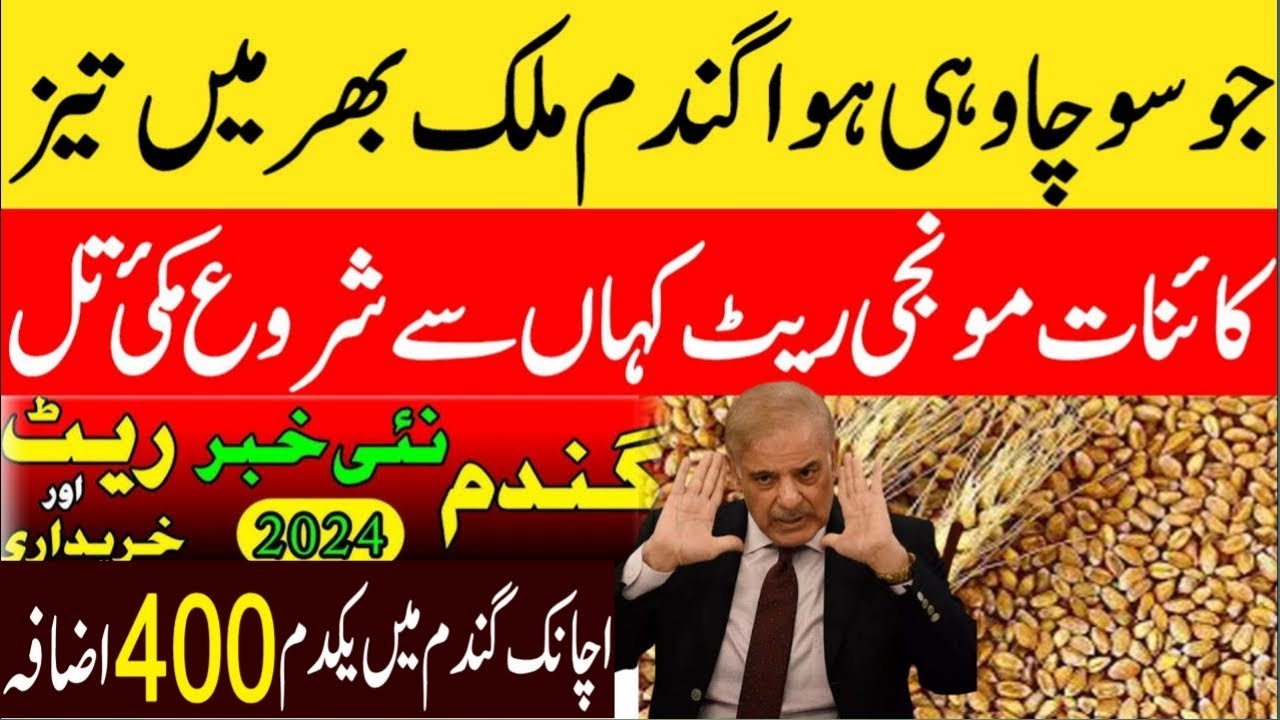 Wheat price in Punjab | گندم کا ریٹ 2024 | Munji ka rate today | Galla ...