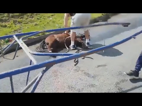 VIDEO: Gardaí investigating reports of animal cruelty after video of pony collapsing on road emer...