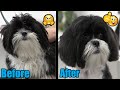 Shih Tzu Puppy | Clipping Out Matted Ears & Face