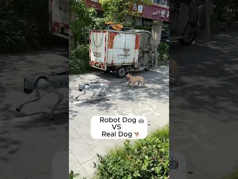 Video Robot Dog Meets a Real Dog — Everyone Was Shocked!