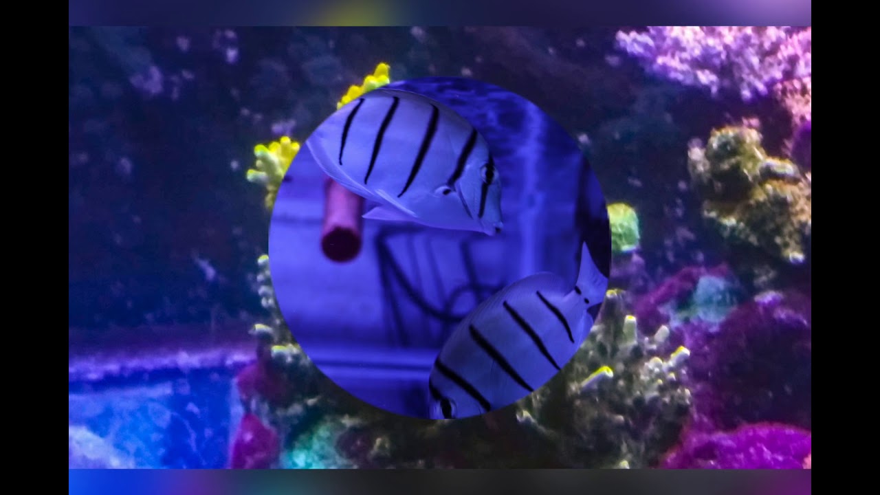 updates on reef tank progress, new fishes, coral growth